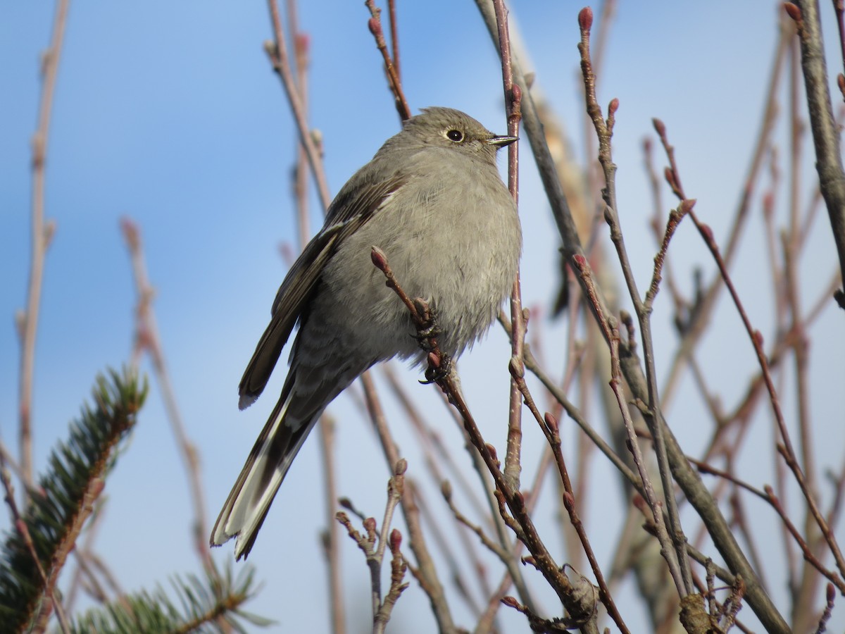 Townsend's Solitaire - Chris Dale