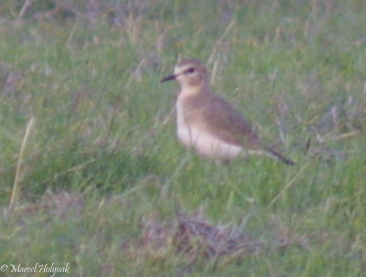 Mountain Plover - ML542056361