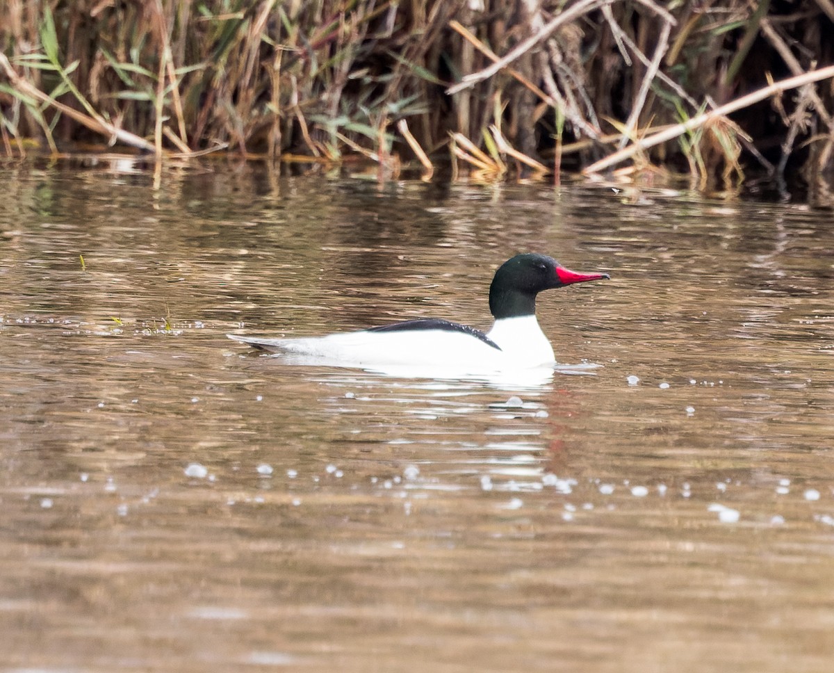 Common Merganser - Karla Salyer