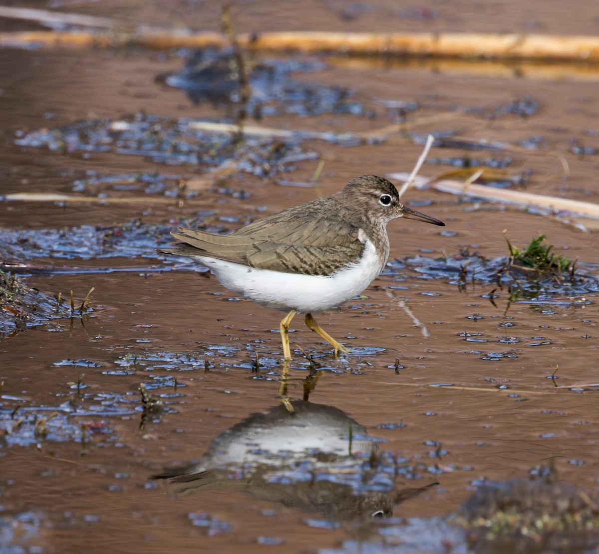 Spotted Sandpiper - ML542057291