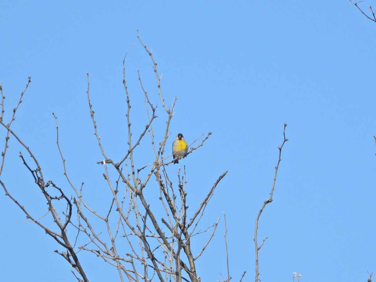 Lawrence's Goldfinch - ML542058291
