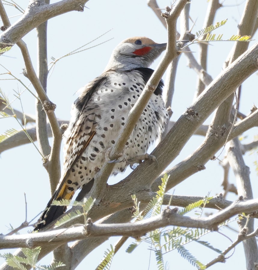 Gilded Flicker - Brian Kaufman