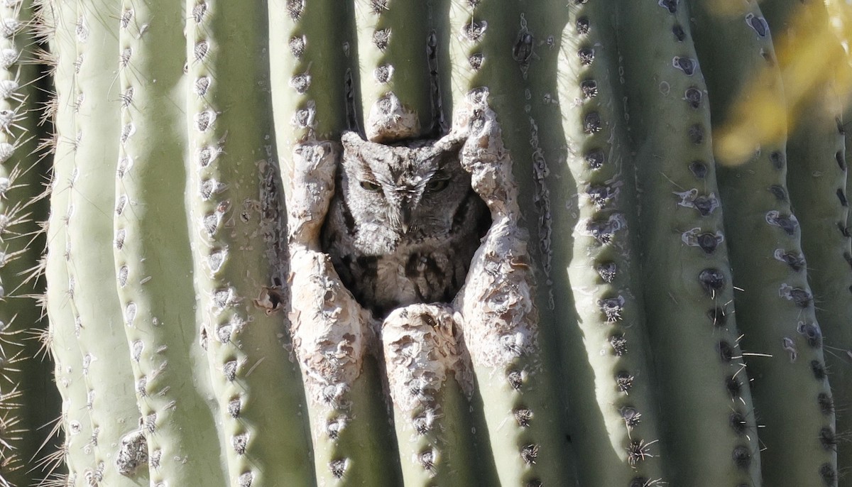 Western Screech-Owl - Brian Kaufman