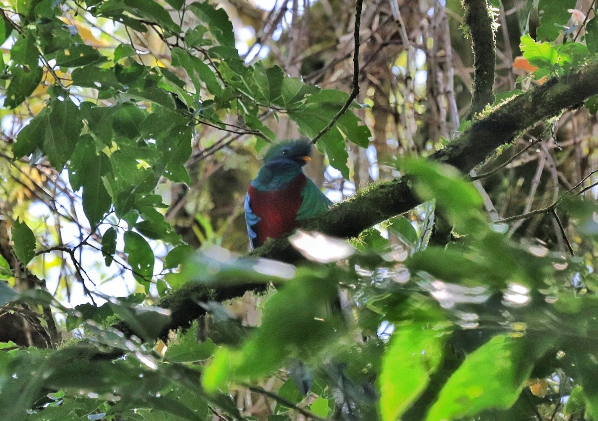 Quetzal Guatemalteco - ML542059981