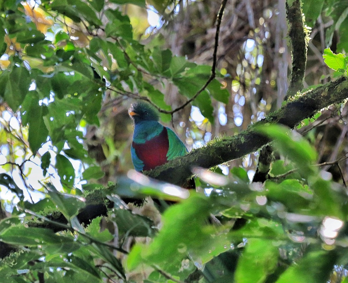 Quetzal Guatemalteco - ML542059991