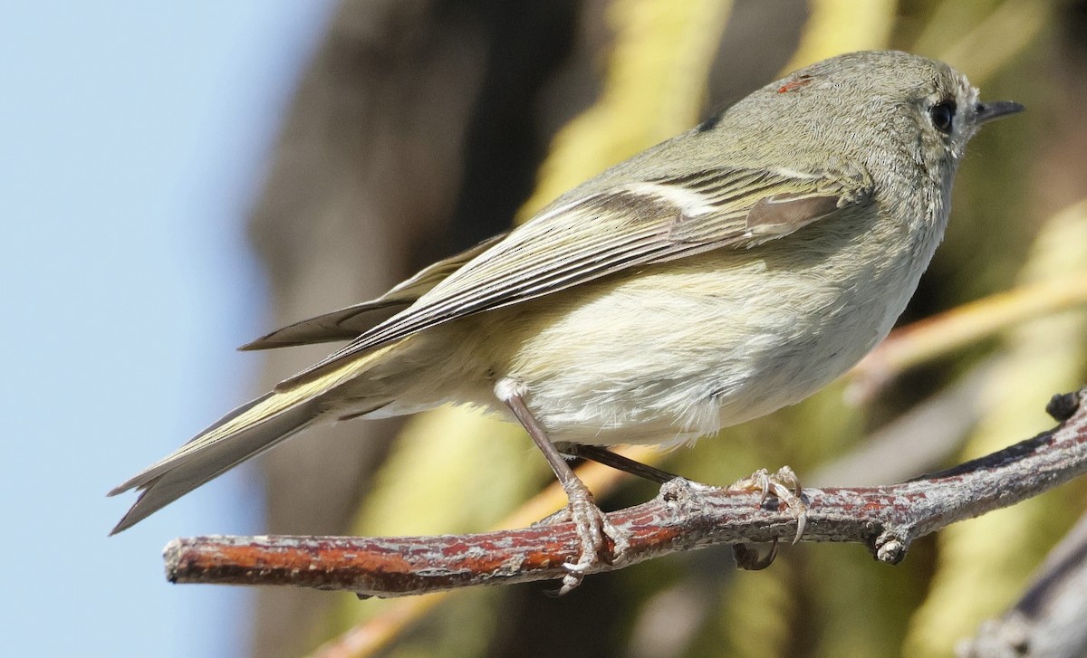 Ruby-crowned Kinglet - Brian Kaufman