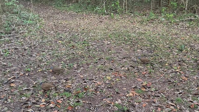 Blue-headed Quail-Dove - ML542060131