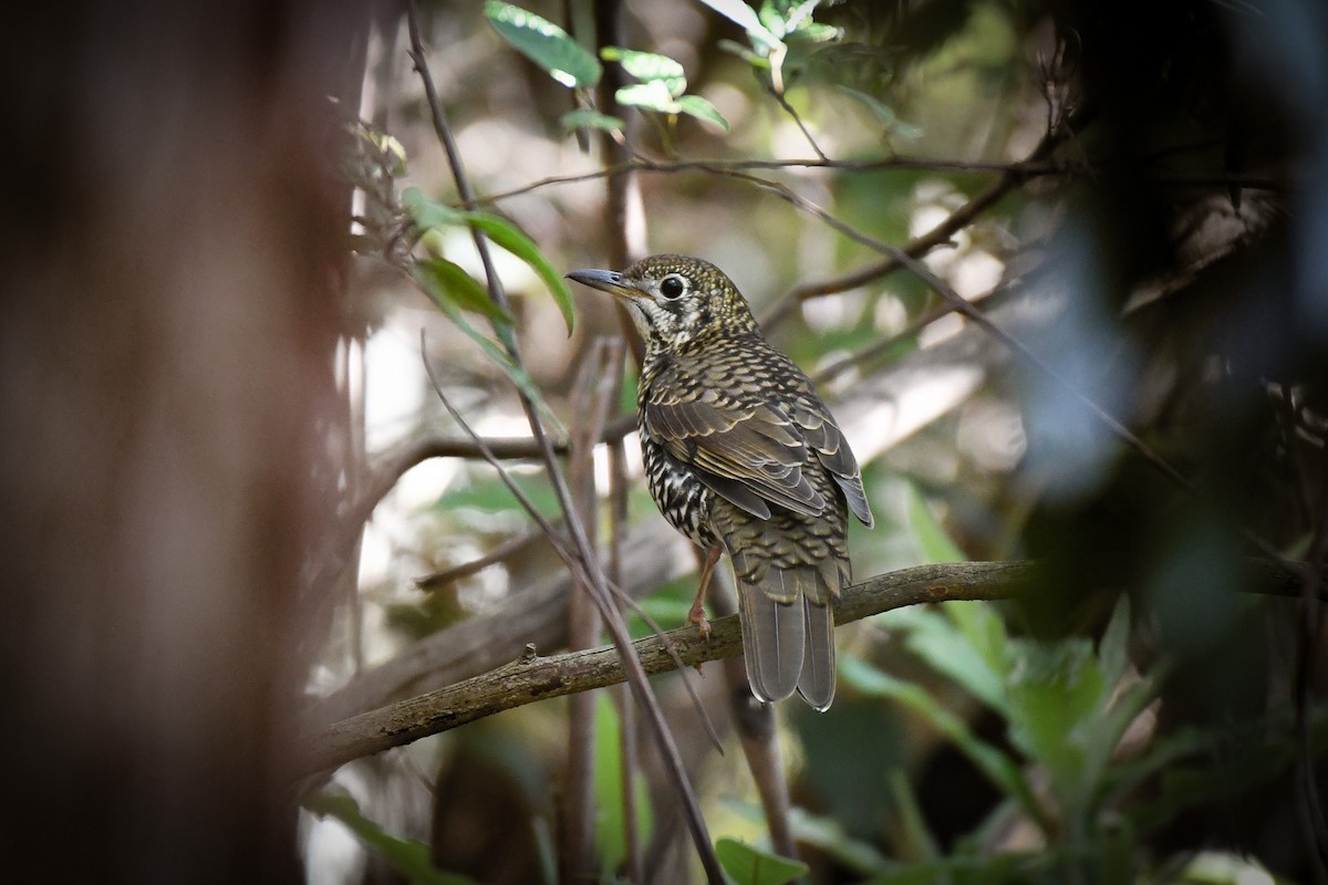 Bassian Thrush - ML542060571