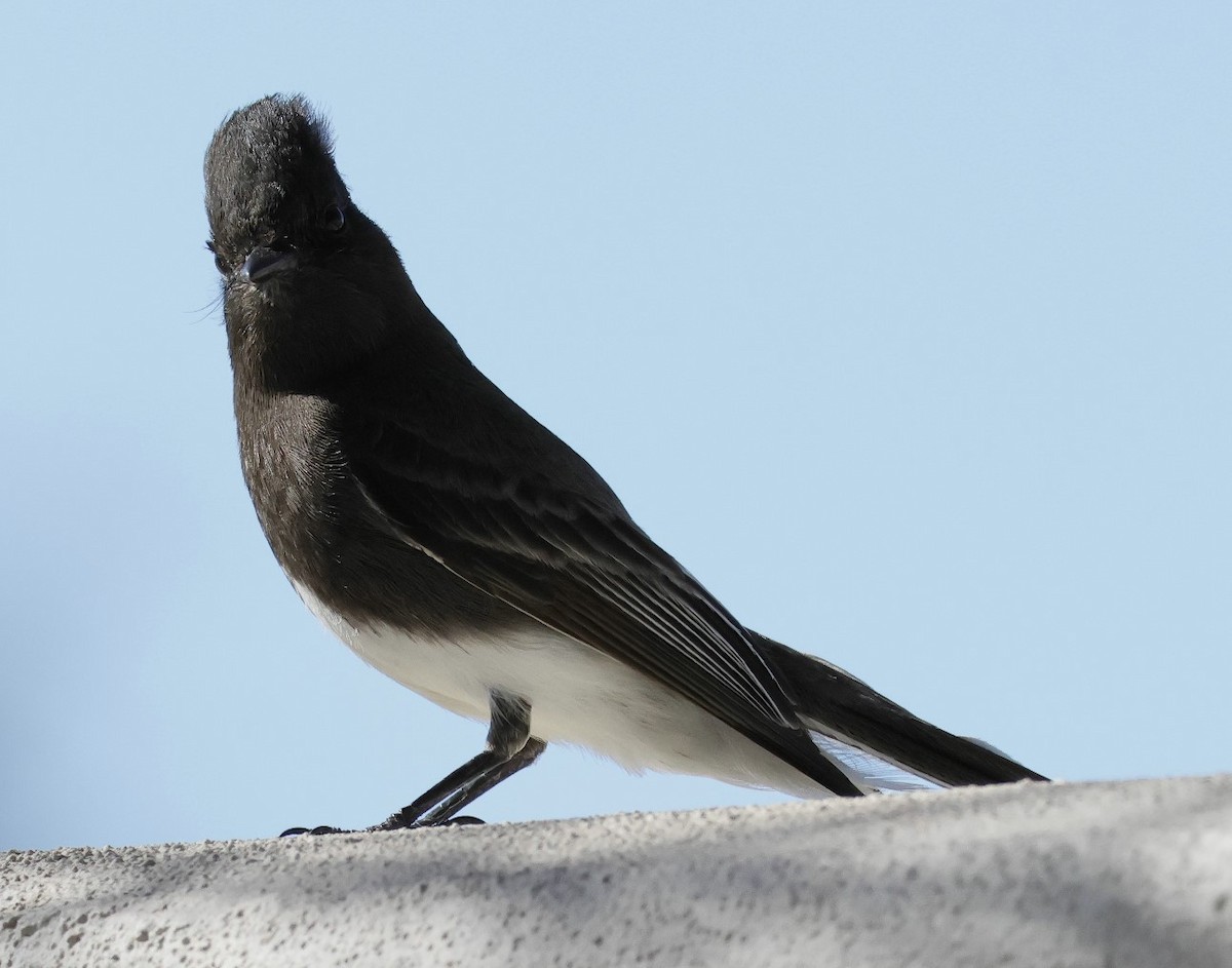 Black Phoebe - Brian Kaufman