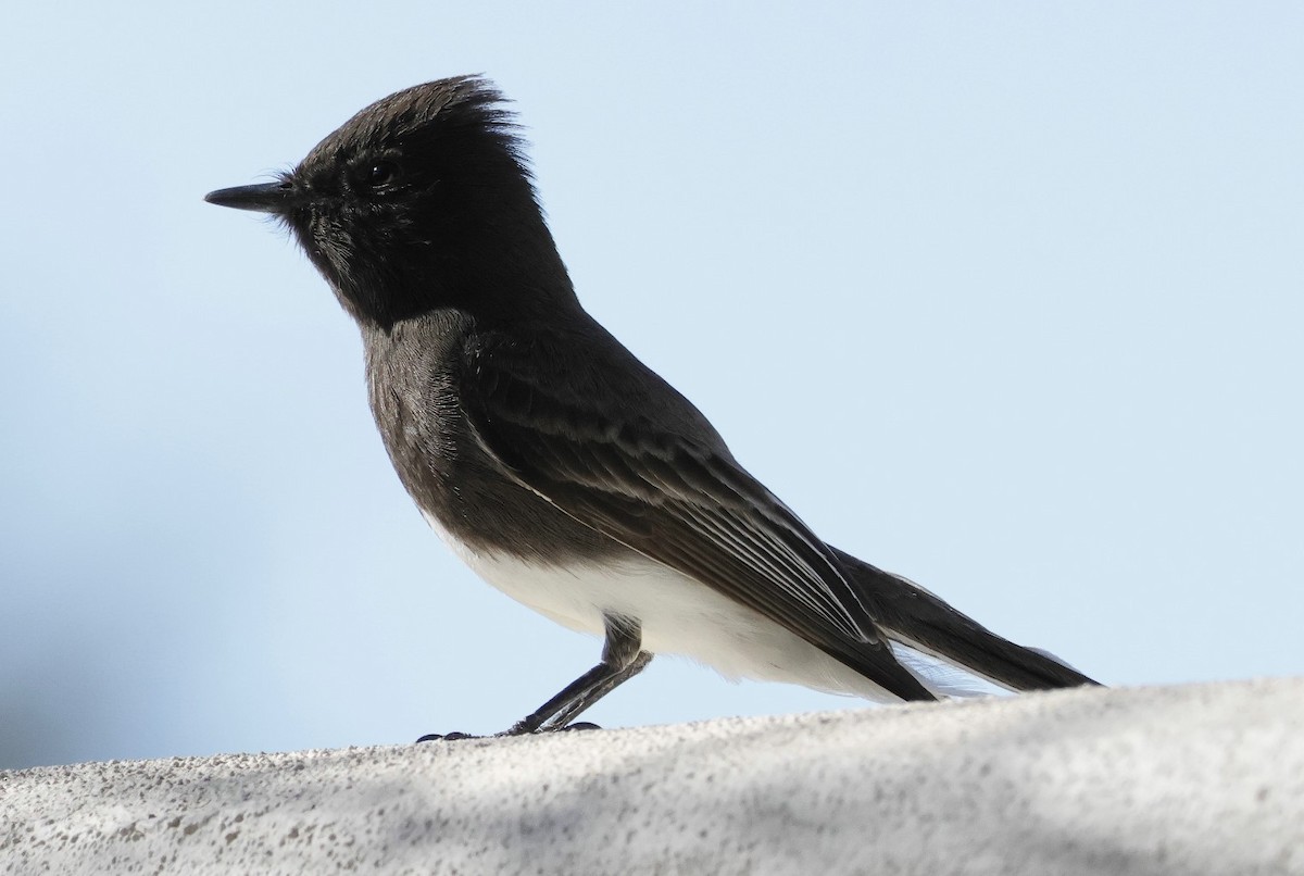 Black Phoebe - ML542060681