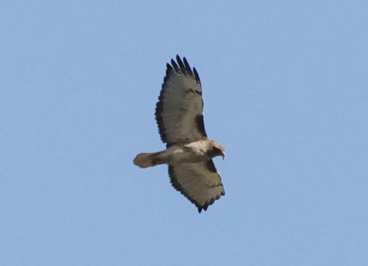 Red-tailed Hawk - Brian Kaufman