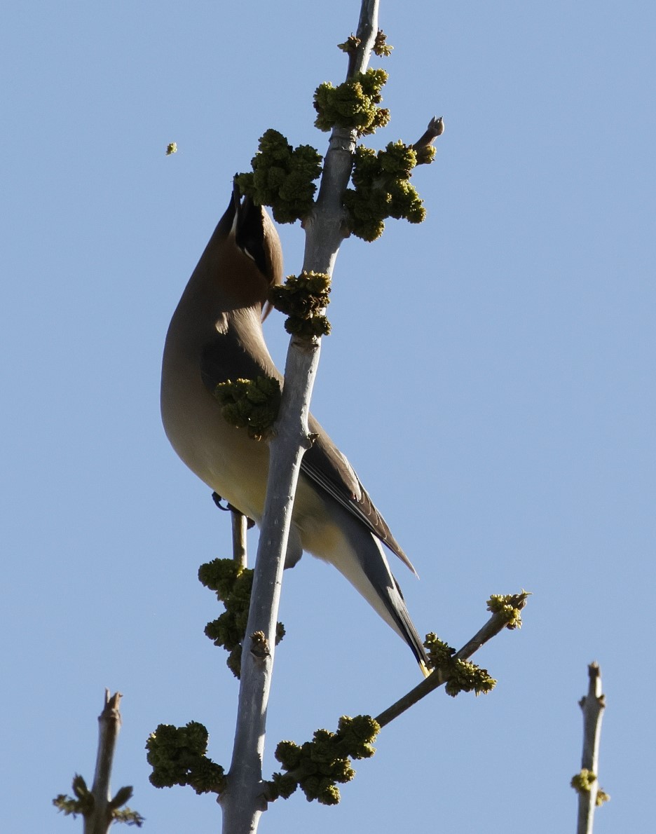 Cedar Waxwing - ML542061971