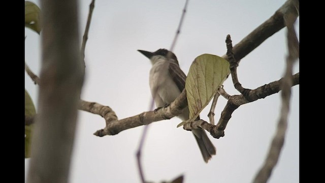 Giant Kingbird - ML542063001