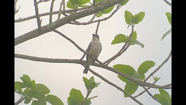 Giant Kingbird - ML542063301