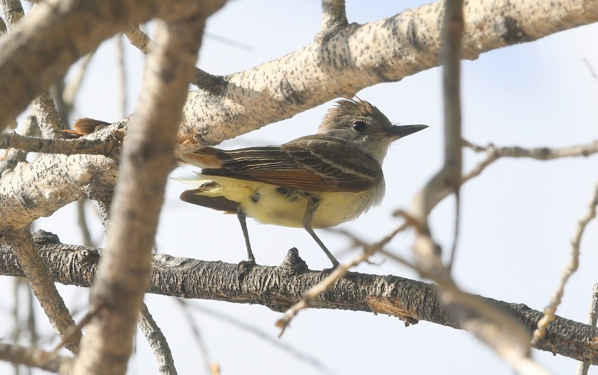 Brown-crested Flycatcher - Nancy Hetrick