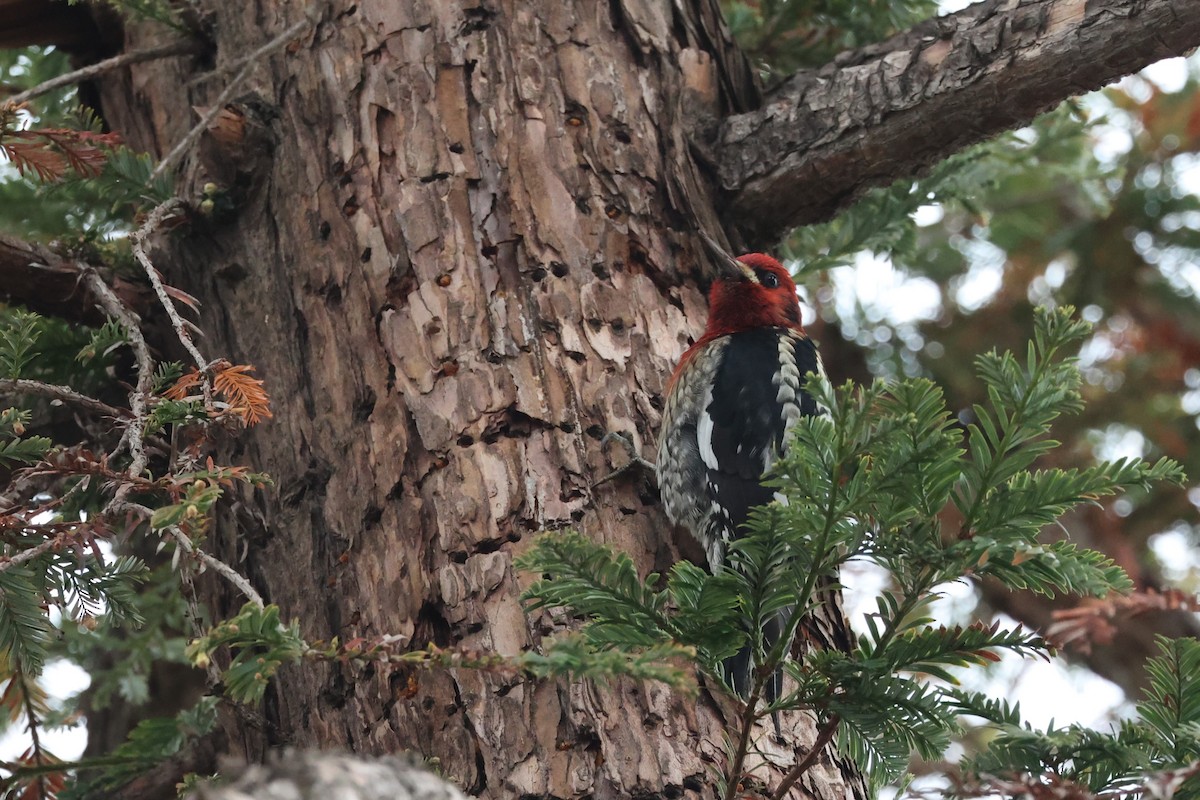 Red-breasted Sapsucker - ML542065361
