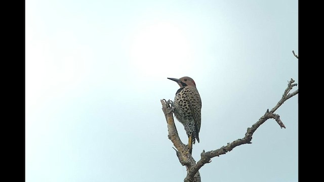 Northern Flicker (Cuban) - ML542065441