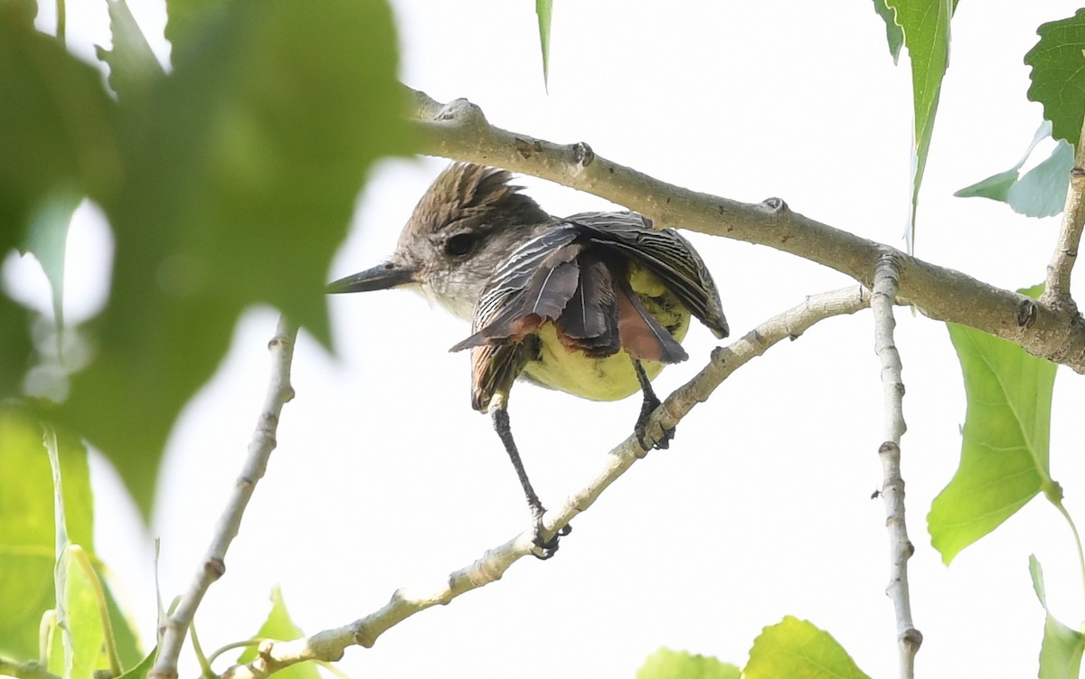 Brown-crested Flycatcher - Nancy Hetrick