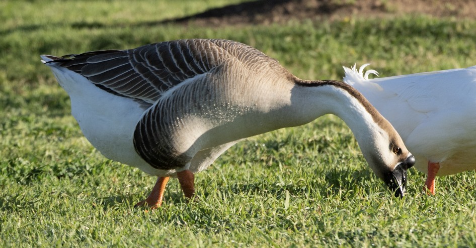 Swan Goose (Domestic type) - Aaric Eisenstein