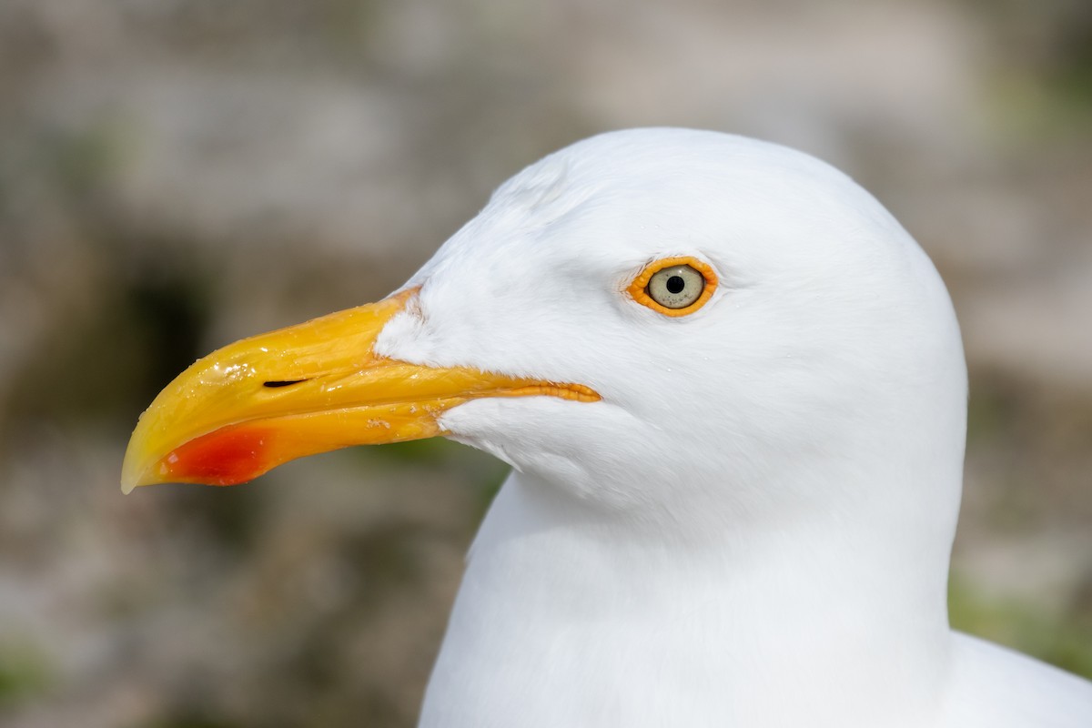 Yellow-footed Gull - ML542066931