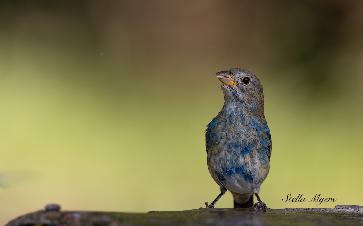 Indigo Bunting - ML542067011