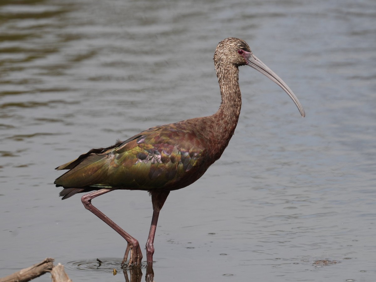 White-faced Ibis - Don Hoechlin