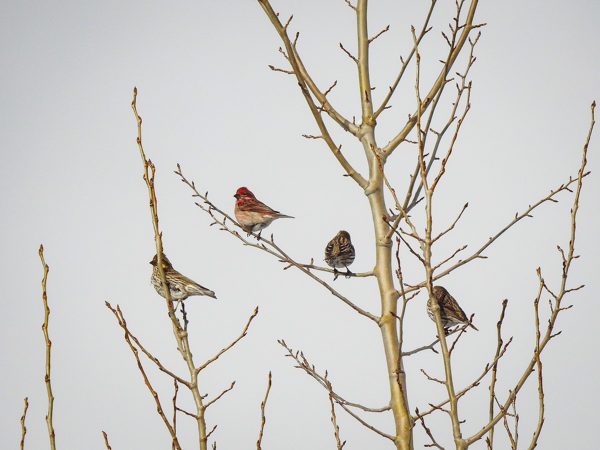 Cassin's Finch - ML542067711