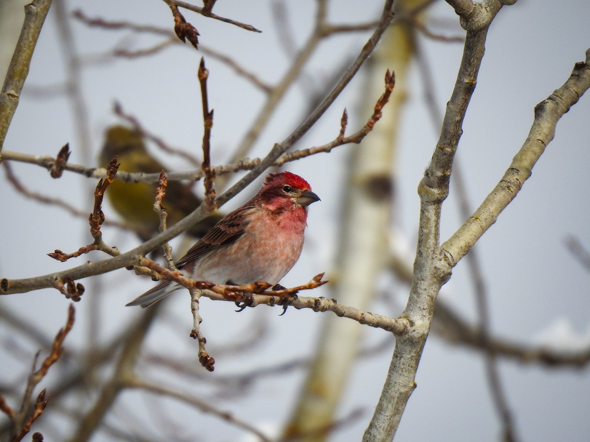 Cassin's Finch - ML542067721