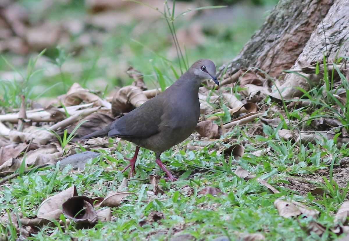 Gray-chested Dove - ML542067951