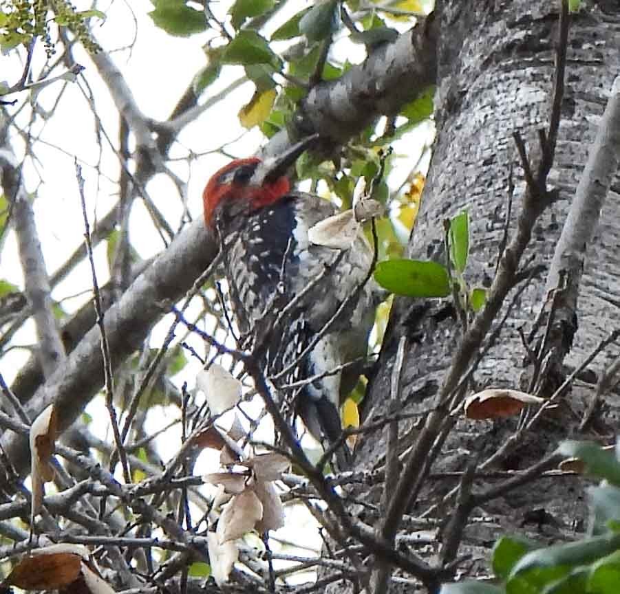 Yellow-bellied x Red-breasted Sapsucker (hybrid) - ML542068841