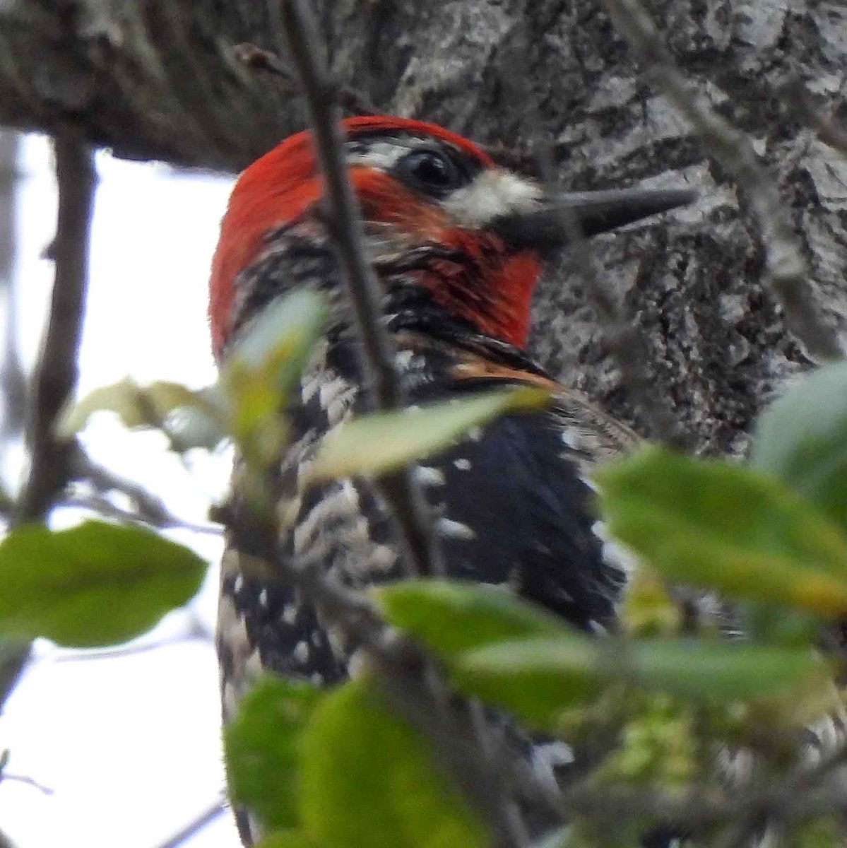 Yellow-bellied x Red-breasted Sapsucker (hybrid) - ML542068881