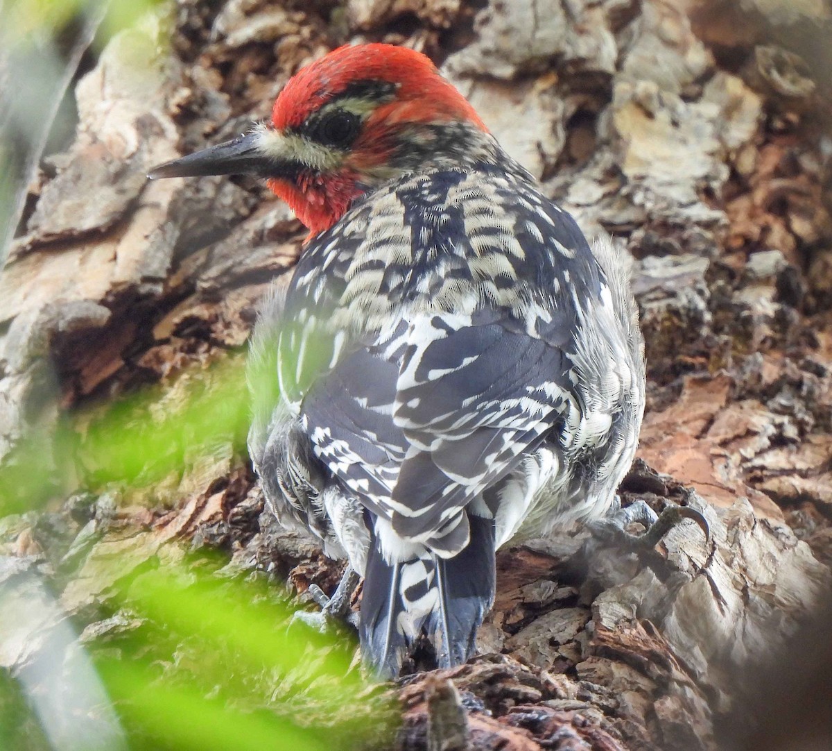 Yellow-bellied x Red-breasted Sapsucker (hybrid) - ML542068901