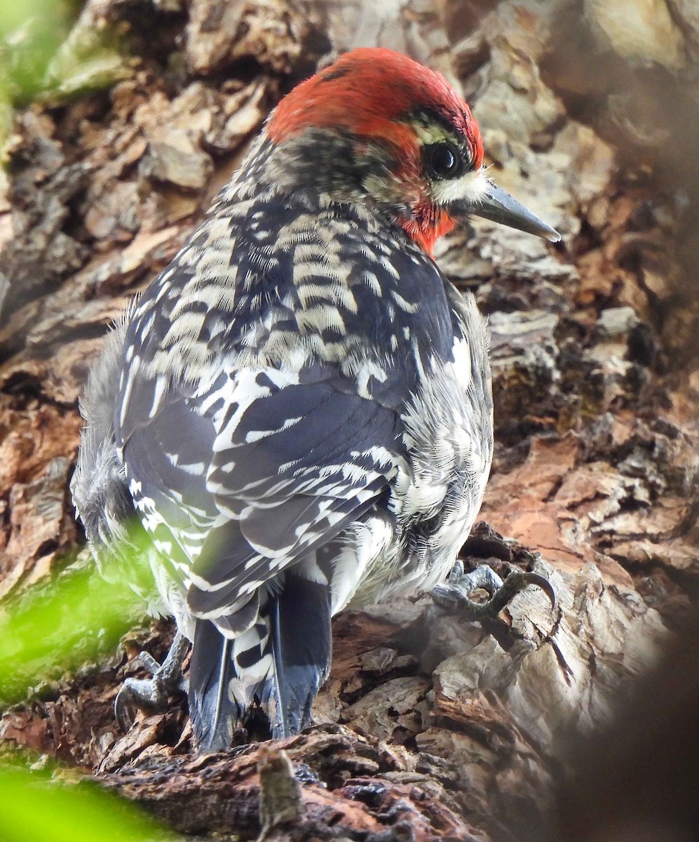 Yellow-bellied x Red-breasted Sapsucker (hybrid) - ML542068911