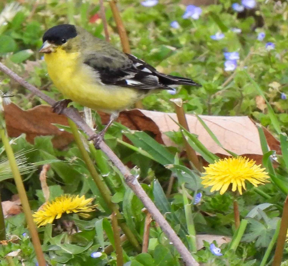 Lesser Goldfinch - ML542069071