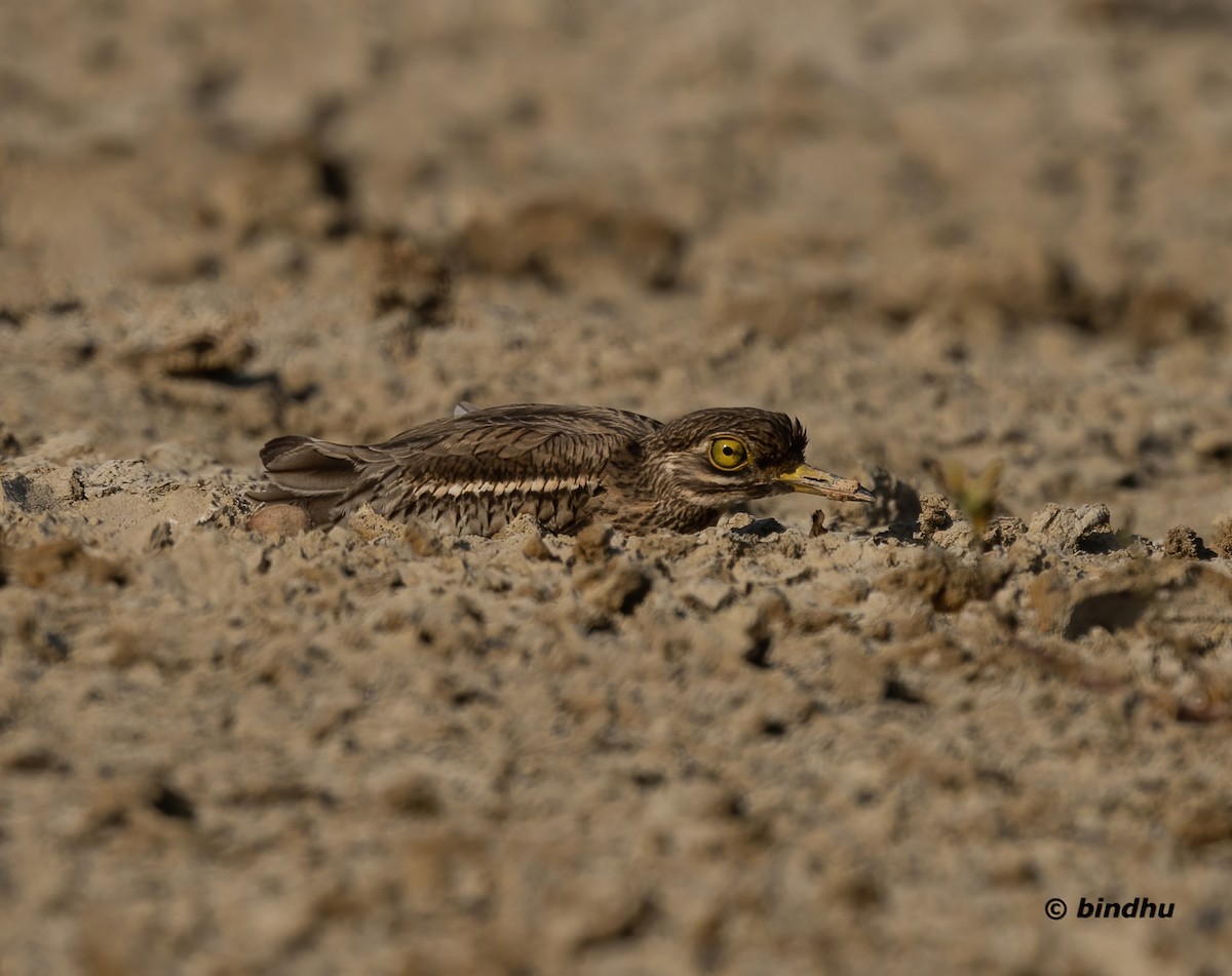 bengaltriel - ML542070011