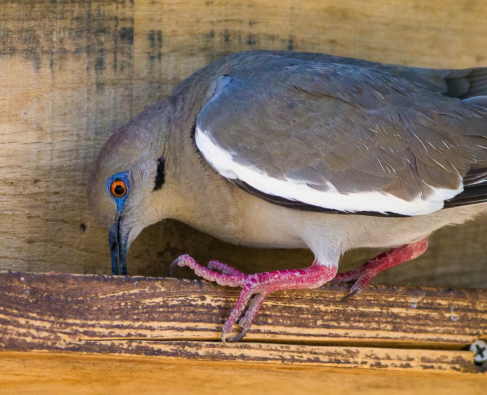 White-winged Dove - Damon Williford