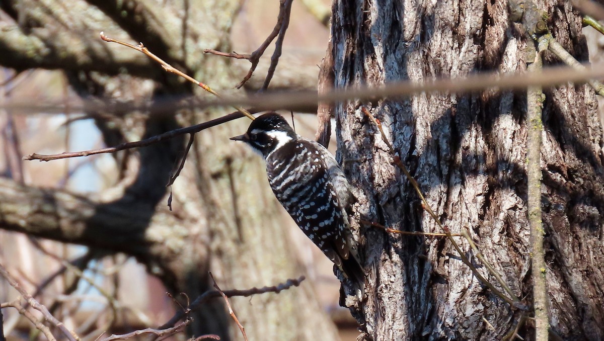 Nuttall's Woodpecker - ML542071391