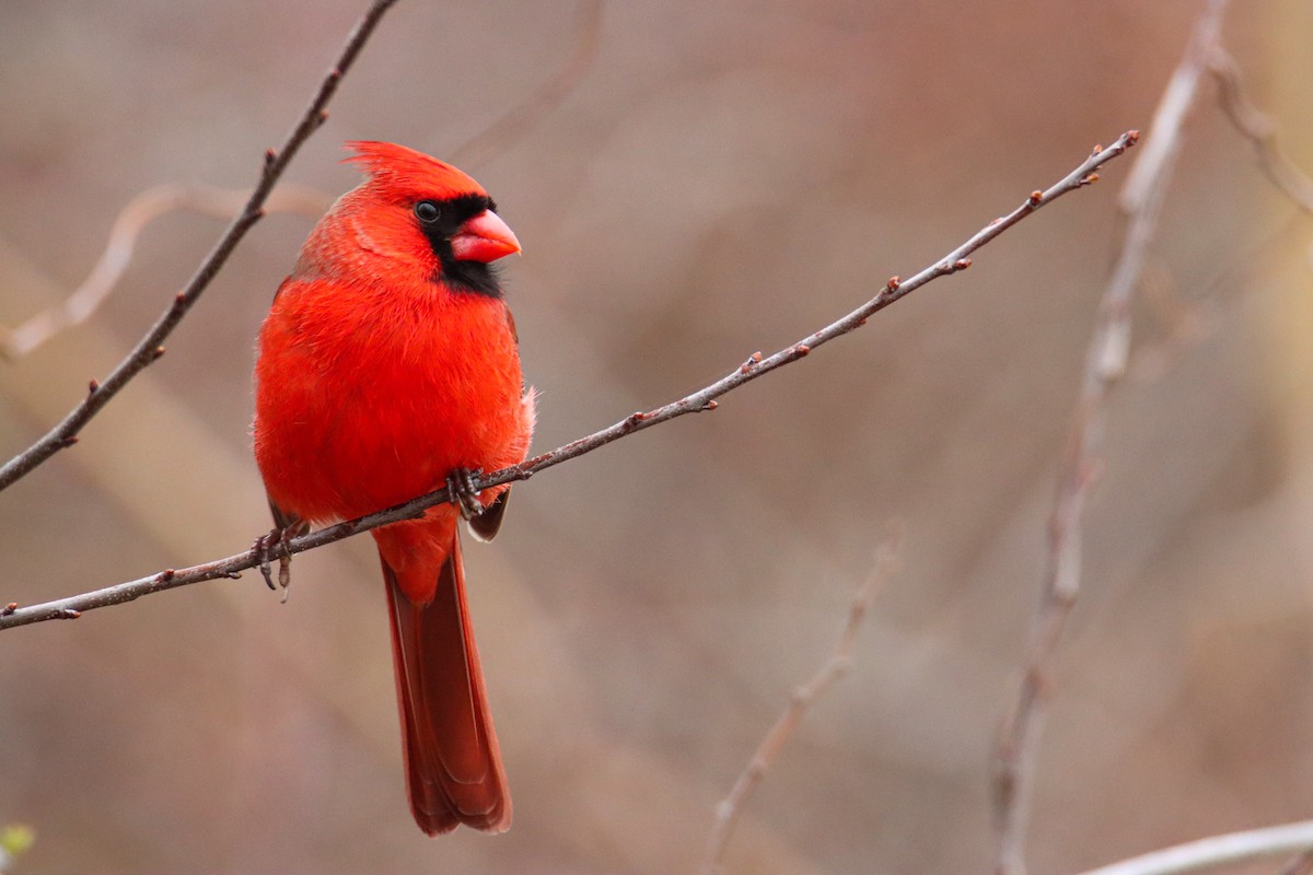 Northern Cardinal - ML542071401