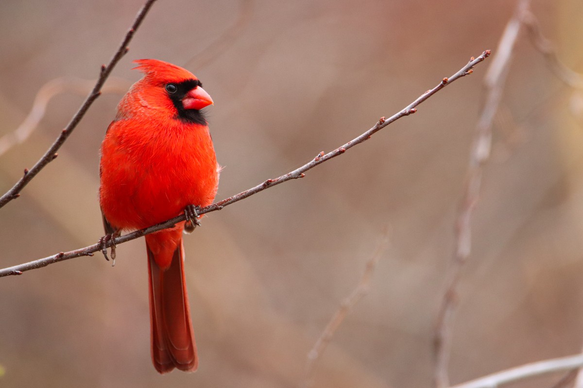 Northern Cardinal - ML542071431