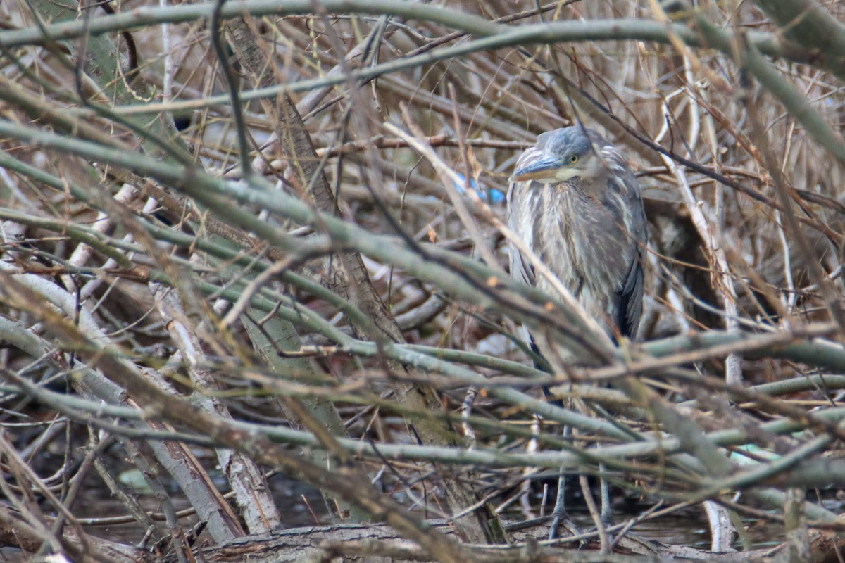 Great Blue Heron - Sean  Salazar