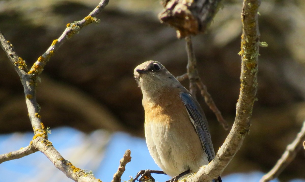 Western Bluebird - Petra Clayton