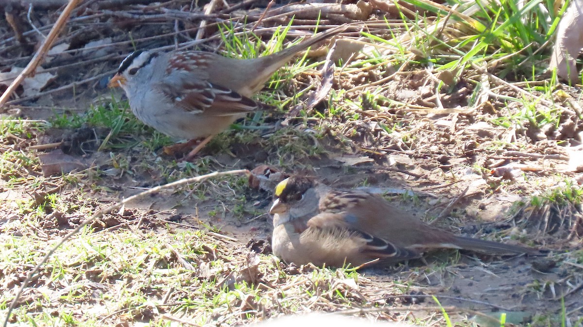 White-crowned Sparrow - ML542072221