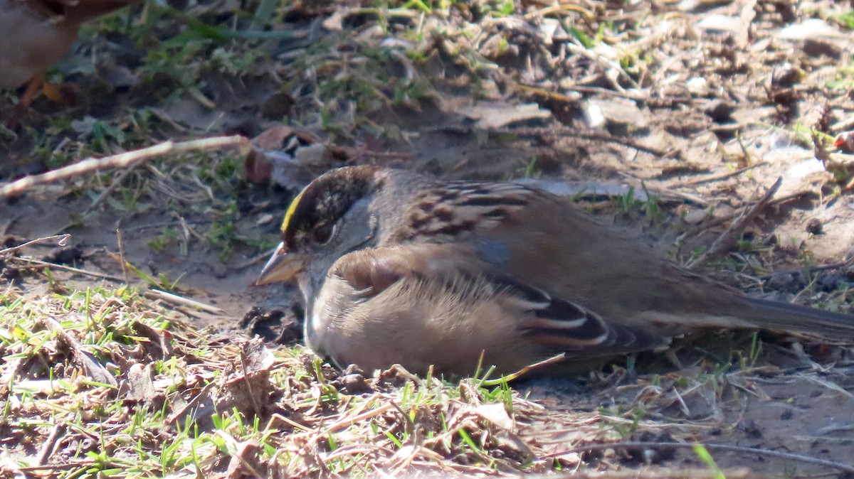 Golden-crowned Sparrow - ML542072311