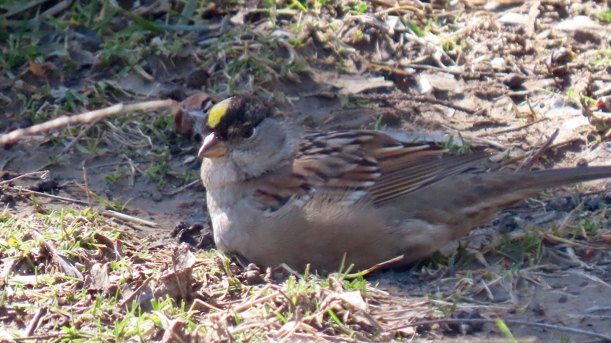 Golden-crowned Sparrow - ML542072321