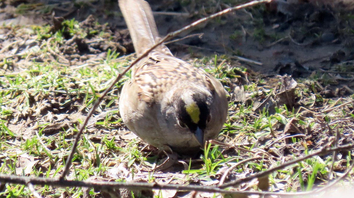 Golden-crowned Sparrow - ML542072341