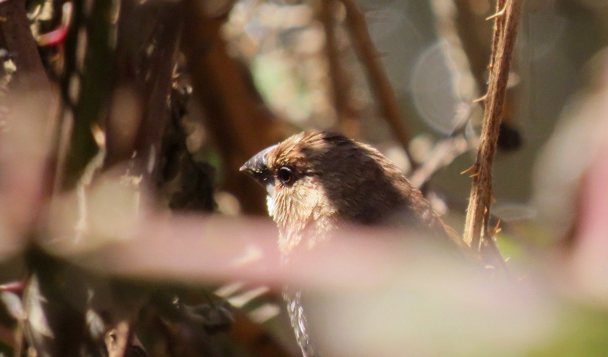 Scaly-breasted Munia - ML542072521