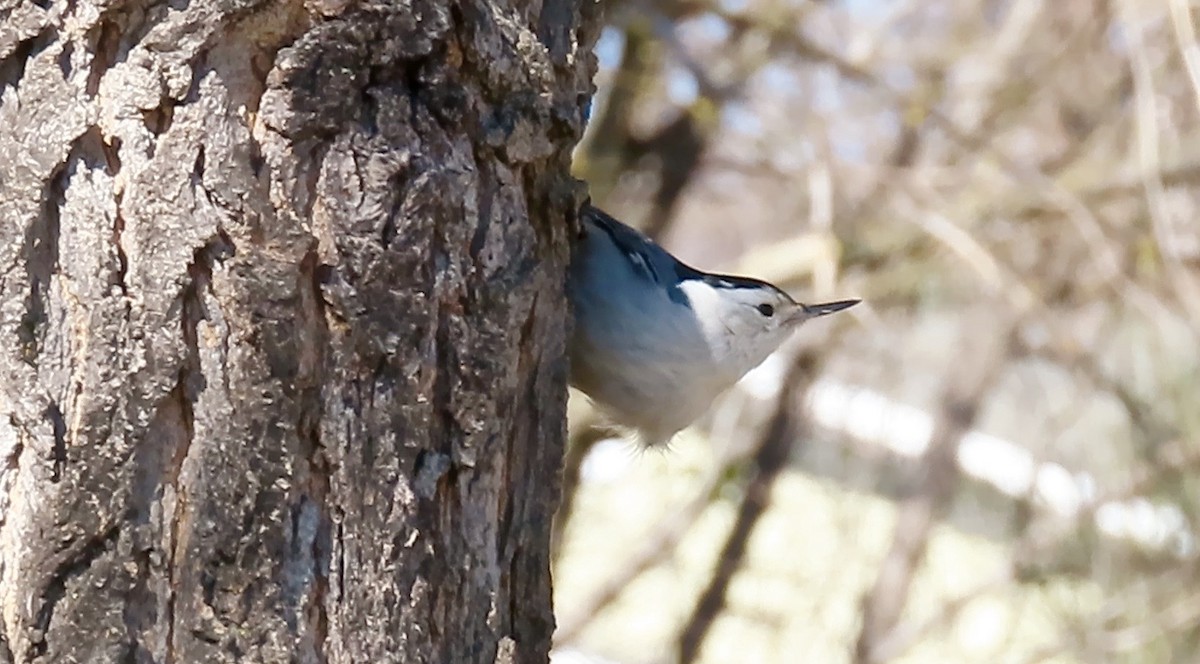 White-breasted Nuthatch - ML542072741