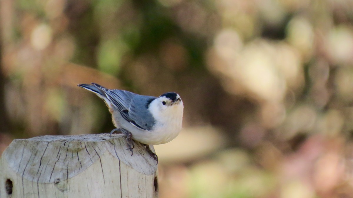 White-breasted Nuthatch - ML542072841