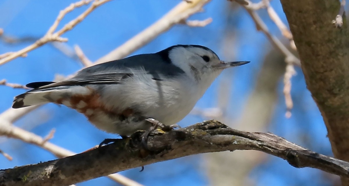 White-breasted Nuthatch - ML542072881