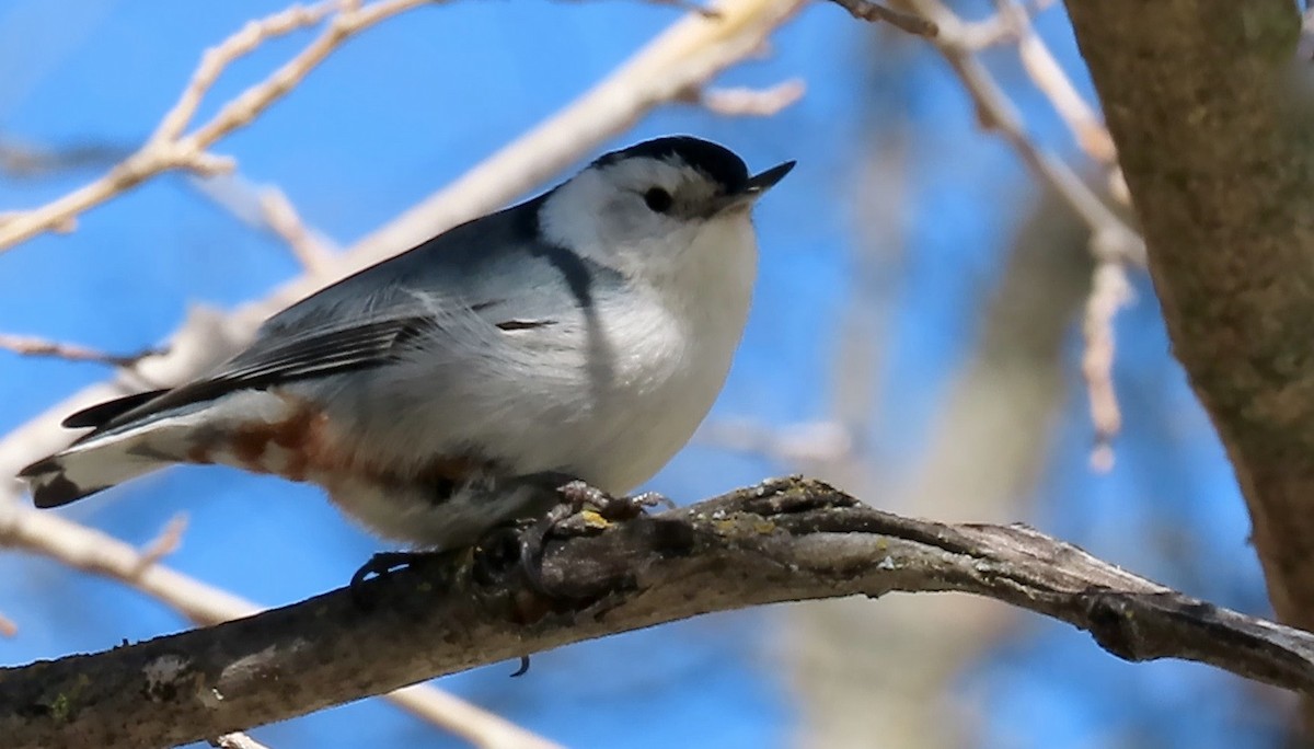 White-breasted Nuthatch - ML542072921